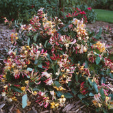 Wald-Geißblatt Chic & Choc ® - Lonicera periclymenum chic & choc ® 'inov205' - Willemse