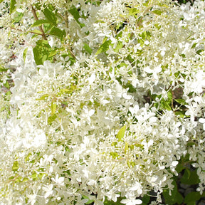 Rispenhortensie ‘Dentelle de Gorron®’ - Hydrangea paniculata dentelle de gorron ® 'rencri' - Willemse