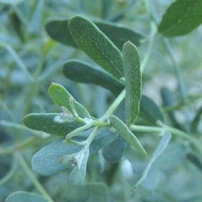 Eucalyptus gunnii France Bleu ® rengun - Eukalyptus France Bleu ® Rengun - Eucalyptus - Eukalyptus