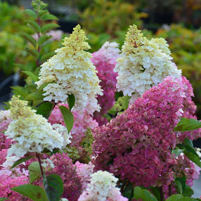Rispenhortensie Fraise Melba® 'Renba' - Hydrangea paniculata fraise melba ® ‘renba’