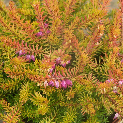 Winterheide Mary Helen - Willemse