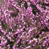 Winterheide ‘Spring Surprise’ - Willemse