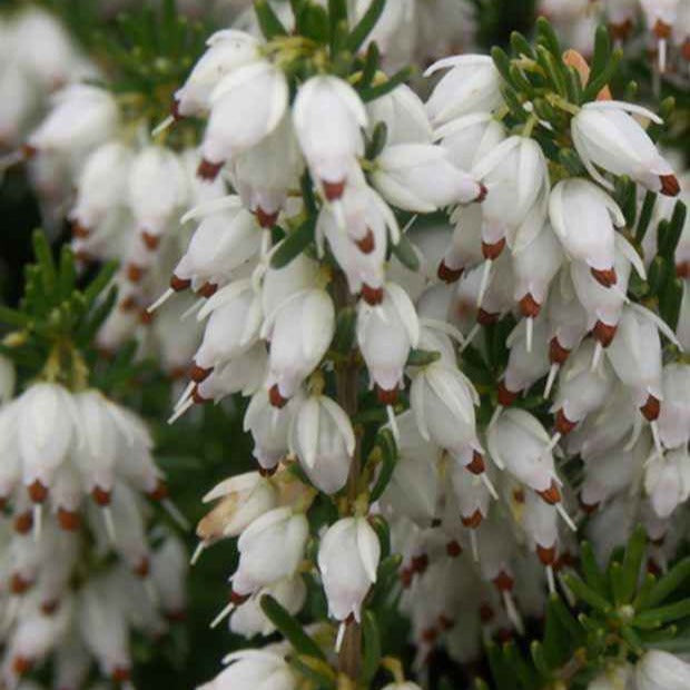 Schneeheide Springwood White - Willemse