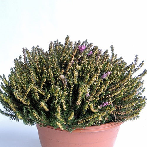 Winterheide J.W. Porter - Erica darleyensis j.w porter - Willemse