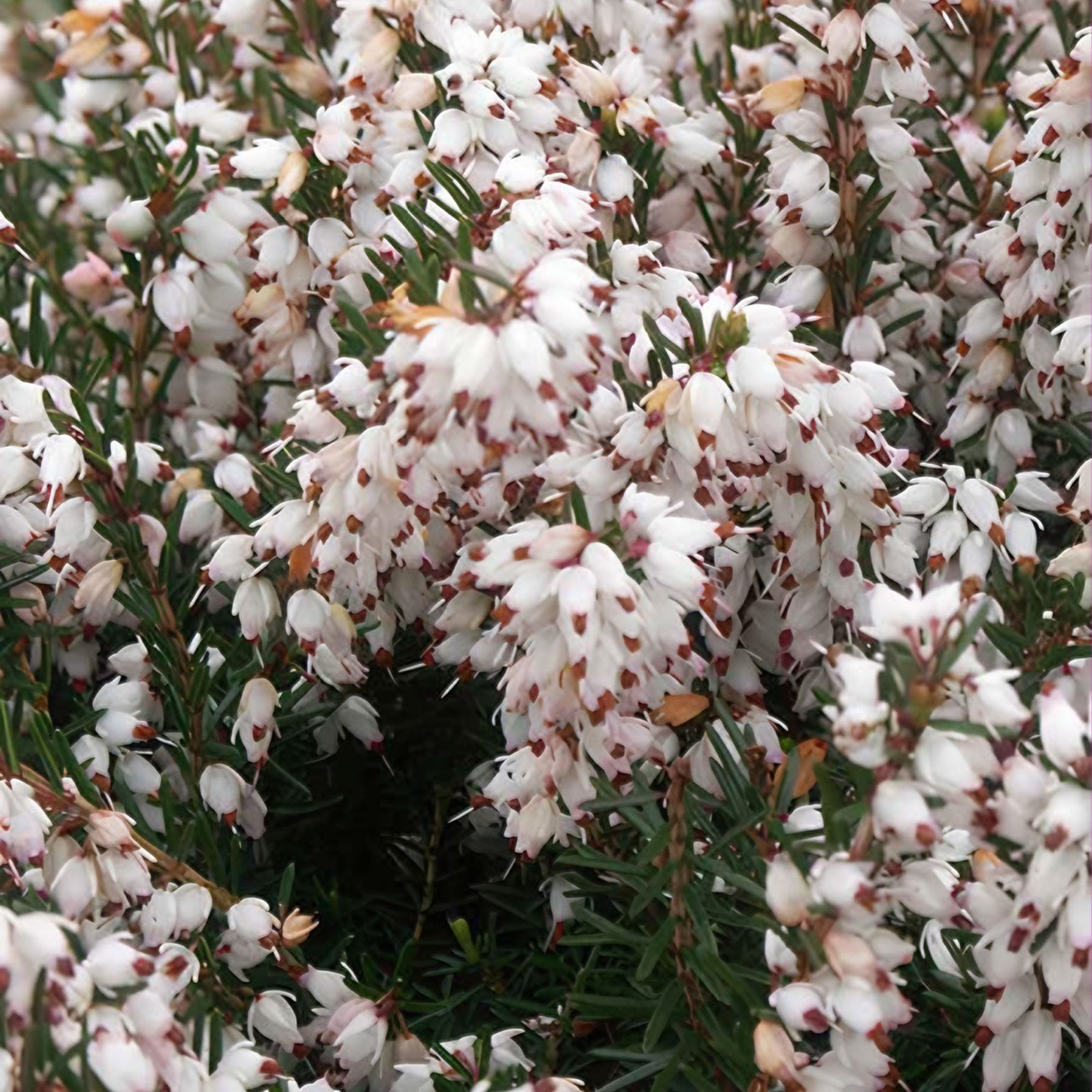 Winterheide Silberschmelze - Willemse