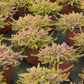Winterheide Eva Gold - Erica darleyensis eva gold - Willemse