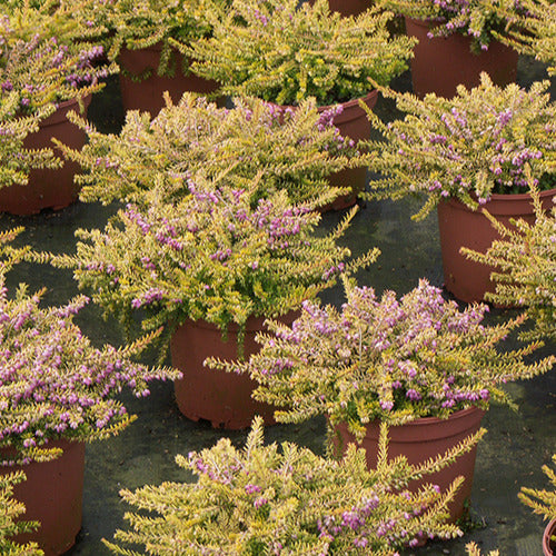 Winterheide Eva Gold - Erica darleyensis eva gold - Willemse