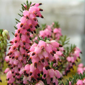 Winterheide Phoebe - Willemse