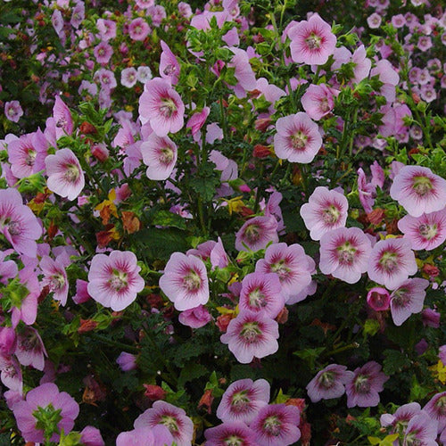 Kapmalve ‘Miss Pinky’ - Willemse