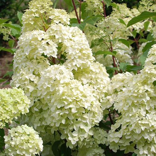 Rispenhortensie Diamantino® - Willemse