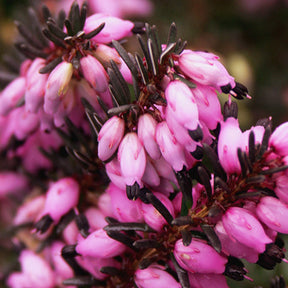 Winterheide Lea - Erica darleyensis lea - Willemse
