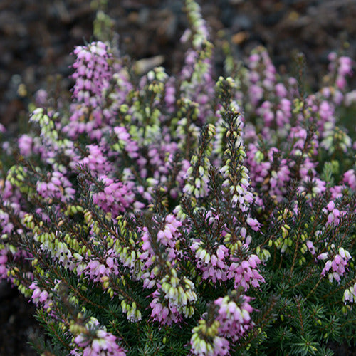 Winterheide Lea - Willemse