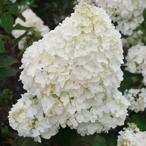 Rispenhortensie Dolly - Hydrangea paniculata  dolly - Willemse