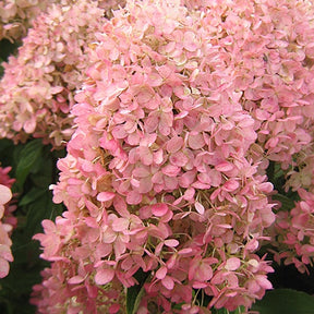Rispenhortensie Magical® Candle - Hydrangea paniculata magical ® candle - Willemse