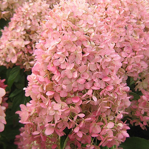 Rispenhortensie Magical® Candle - Hydrangea paniculata magical ® candle - Willemse