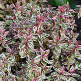 Abelie ‘Pink Lady’ - Willemse