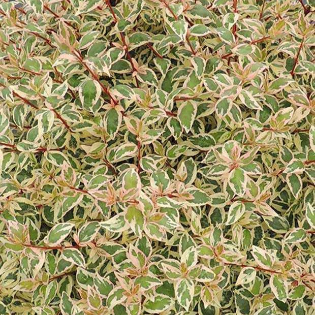 Abelie ‘Pink Lady’ - Abelia grandiflora pink lady - Willemse