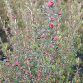 Neuseeländischer Teebaum ‘Ruby Glow’ - Willemse