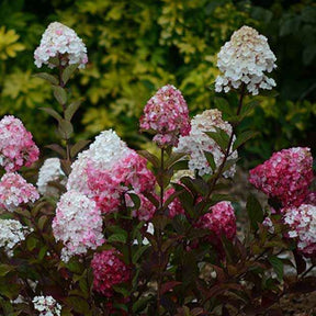 Rispenhortensie Framboisine® Rensam - Hydrangea paniculata framboisine® 'rensam' - Willemse