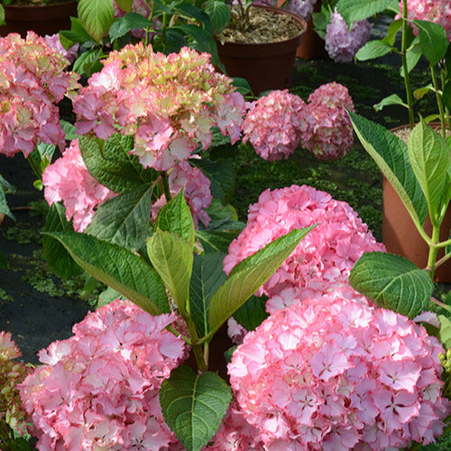 Hortensie So Long® Sunny - Hydrangea macrophylla so long ® sunny 'tk02' - Willemse