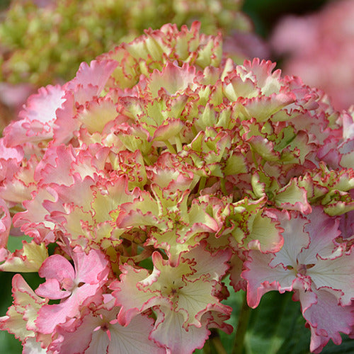 Hortensie So Long® Sunny - Willemse
