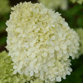 Rispenhortensie - Willemse