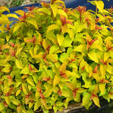 Sommerspiere Merlo® Gold - Willemse