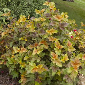 Balkonblumen - Fasanenspiere Amber Jubilee® Jefam - Physocarpus opulifolius amber jubilee ® 'jefam'
