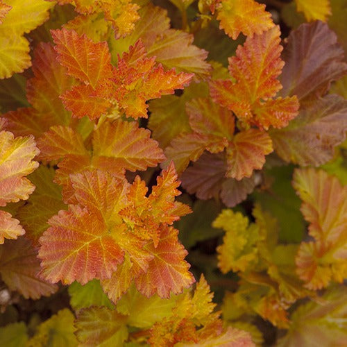 Fasanenspiere Amber Jubilee® Jefam - Willemse