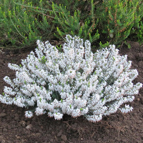 Schneeheide Snowbelle - Willemse