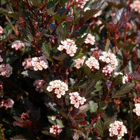 Blasenspiere ‘Little Devil’ - Willemse