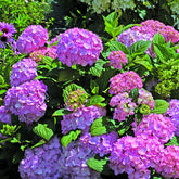 Hortensie So Long® Rosy - Willemse