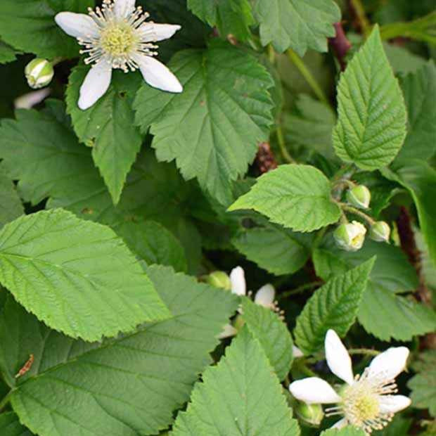 Taybeere ‘Bounty Berry’ - Rubus fruticosus tayberry bounty berry 'yantay' - Willemse
