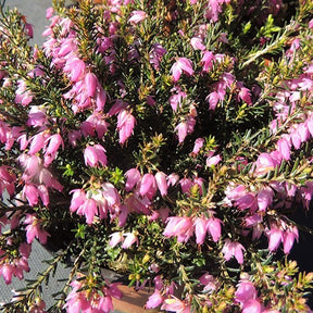 Schneeheide Springwood Pink - Erica carnea springwood pink - Willemse