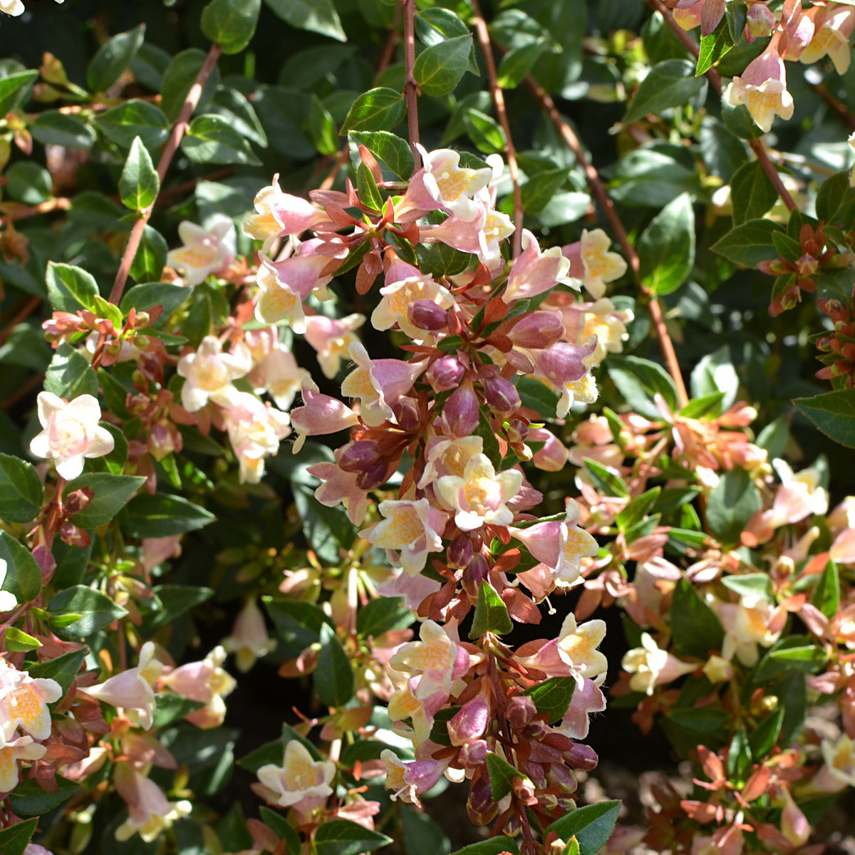 Abelie ‘Sunny Charm’® - Willemse