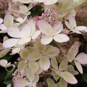 Rispenhortensie ‘Pastelgreen’® - Hydrangea paniculata pastelgreen® renxolor - Willemse