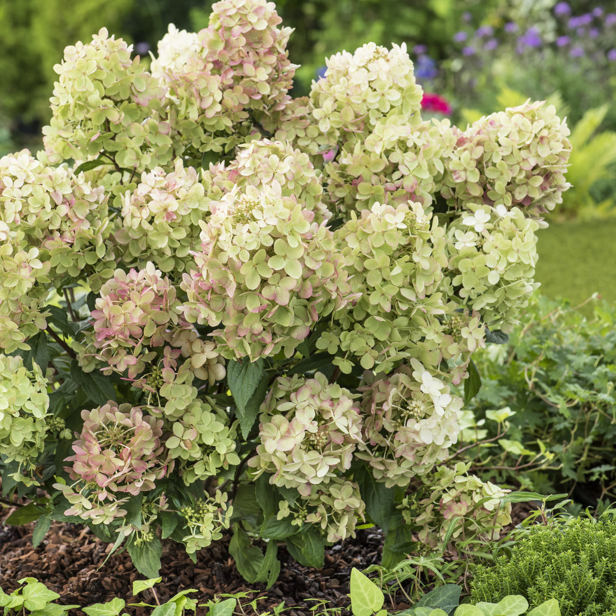 Rispenhortensie ‘Petite® Star’ - Willemse