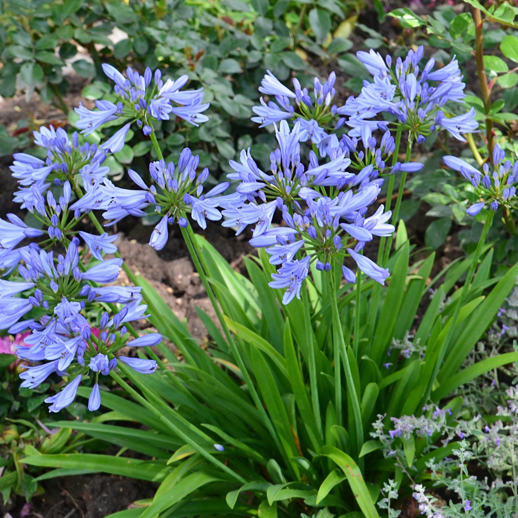 Schmucklilie ‘Pitchoune® Blue’ - Agapanthus x pitchoune ® bleu 'scrarey09' - Willemse