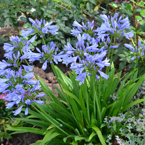 Schmucklilie ‘Pitchoune® Blue’ - Agapanthus x pitchoune ® bleu 'scrarey09' - Willemse