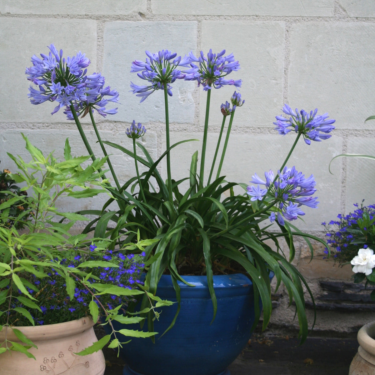 Schmucklilie ‘Pitchoune® Blue’ - Willemse