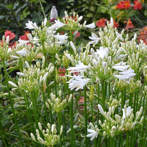 Schmucklilie PITCHOUNE® White - Willemse