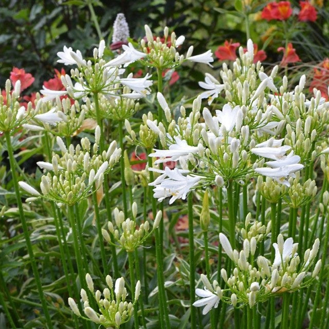 Schmucklilie PITCHOUNE® White - Willemse