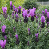 Schopflavendel MAGICAL® POSY PURPLE - Lavandula stoechas magical® posy purple 'kolma pop - Willemse