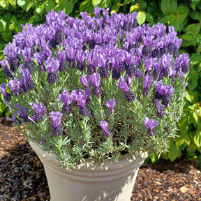 Schopflavendel MAGICAL® POSY PURPLE - Willemse