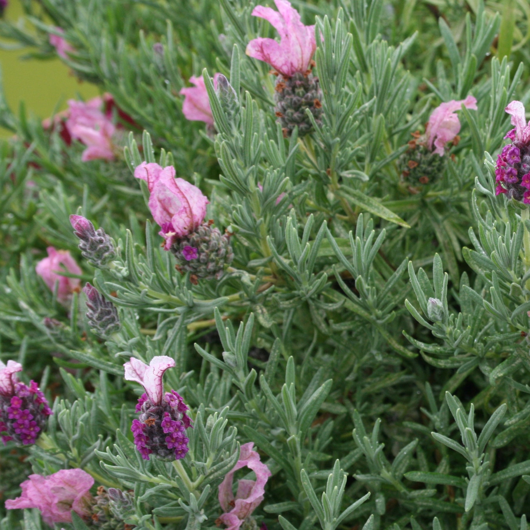 Schopflavendel MAGICAL® POSY PINK - Lavandula stoechas magical® posy pink 'kolmapopi' - Willemse