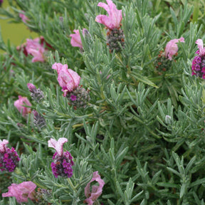 Schopflavendel MAGICAL® POSY PINK - Lavandula stoechas magical® posy pink 'kolmapopi' - Willemse