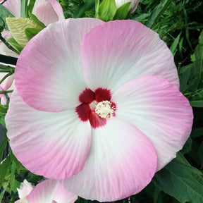 Roseneibisch Fujin ® - Willemse