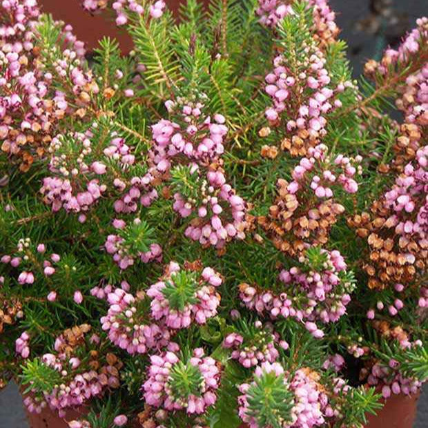 Cornwall-Heide ‘St Keverne’ - Willemse
