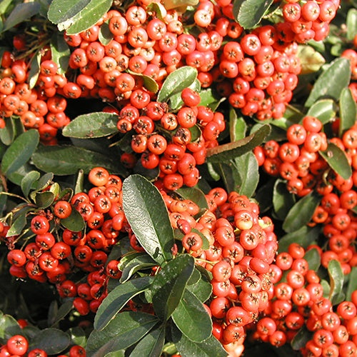 Feuerdorn ‘Saphyr® Rouge Cadrou’ - Willemse