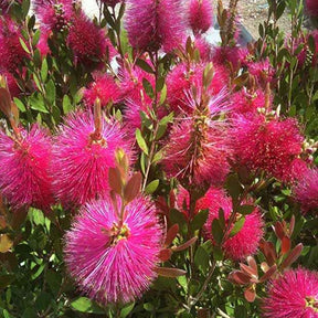 Blühende Sträucher - Zylinderputzer 'Hot Pink' - Callistemon viminalis Hot Pink